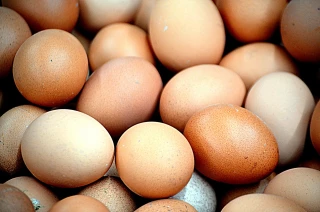 EXCLU WEB / Œufs : les producteurs satisfaits mais vigilants