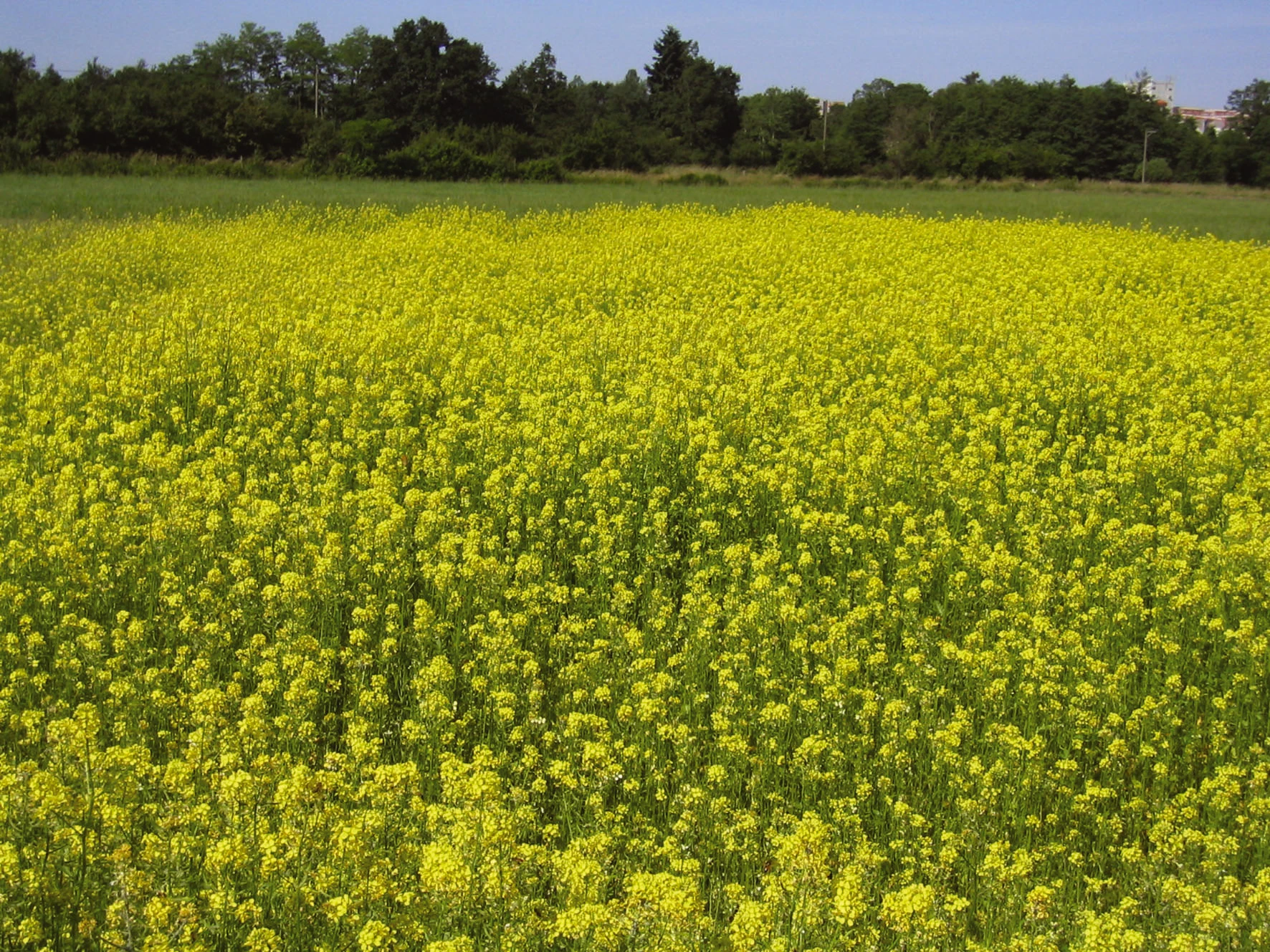 Quelles alternatives en grandes cultures ?