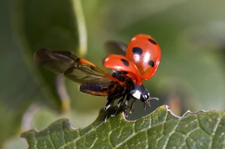 Le gouvernement précise sa stratégie biodiversité et son budget