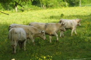L’origine de la viande, critère déterminant du consommateur