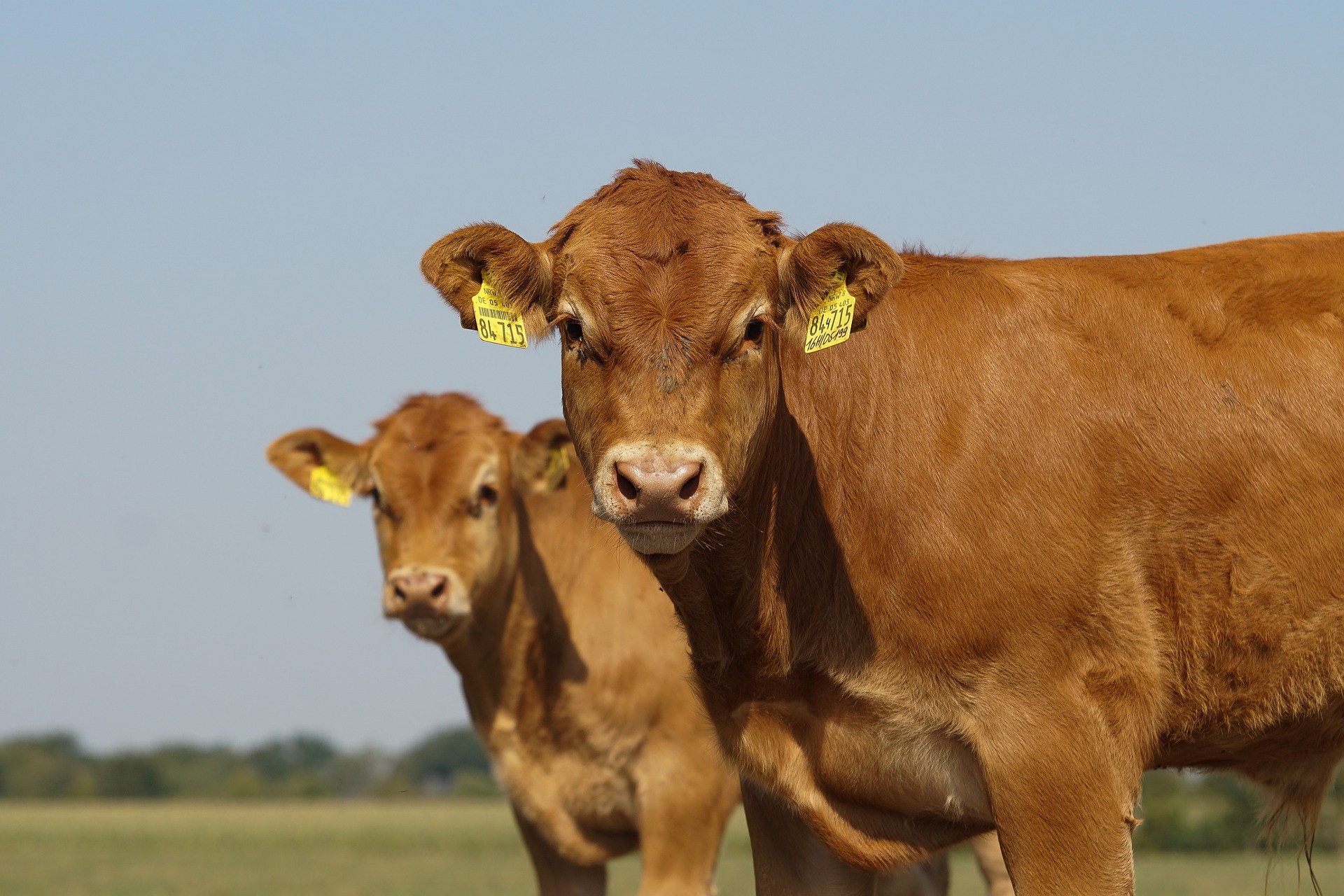 La pénurie de viande pèse sur les négociations commerciales