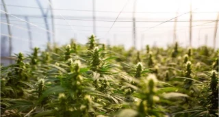 Le chanvre concurrencé par le blé et le colza