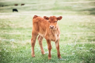 40 euros de perte par veau