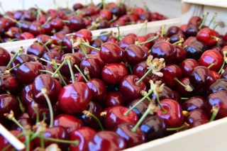 Cerises : vers une récolte normale et de qualité