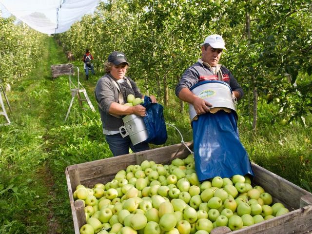 Pommes bio : appel commun des producteurs français et italiens