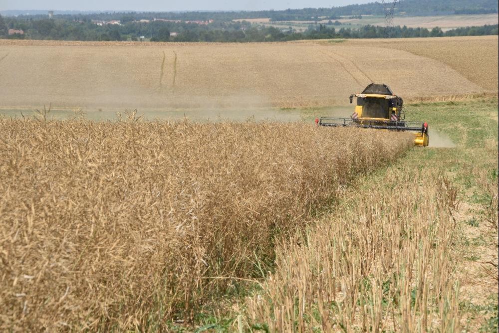 Les récoltes de colza et d’orge d’hiver estimées en hausse
