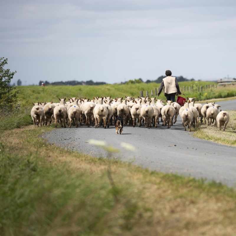 L’objectif du Life Green Sheep à portée de main