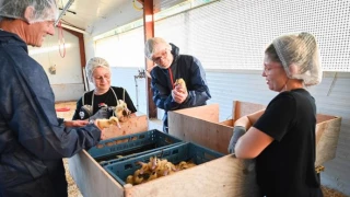 Démarrage de la vaccination des canards 
