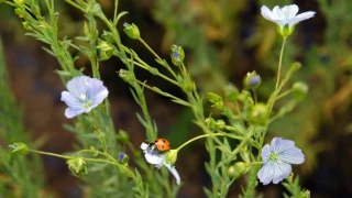 Progression moindre des produits de biocontrôle en 2022