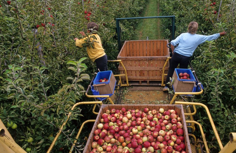 Pommes : la récolte s’annonce bonne en France