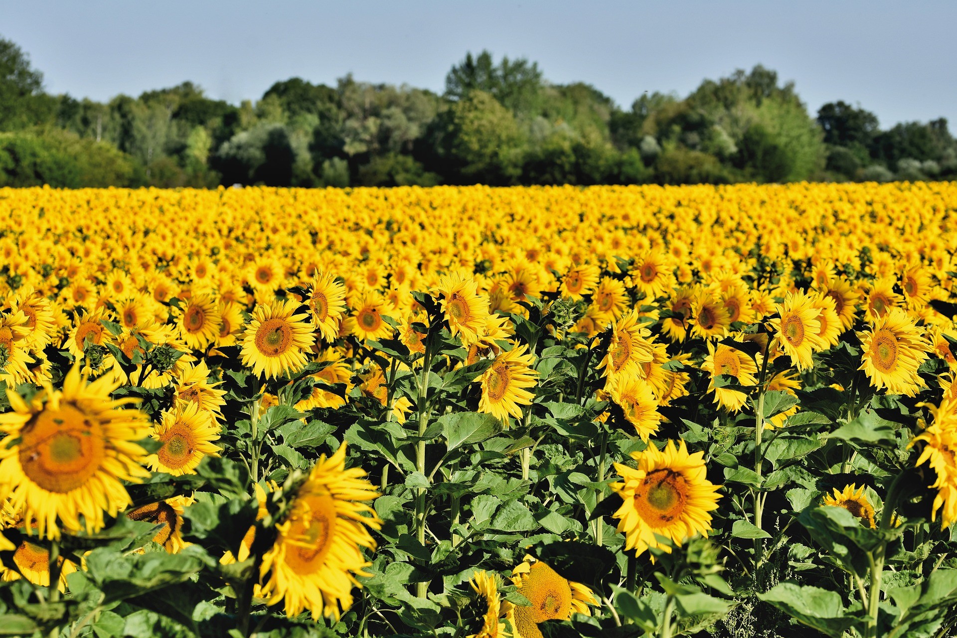 Tournesol : bonne campagne 2022-2023