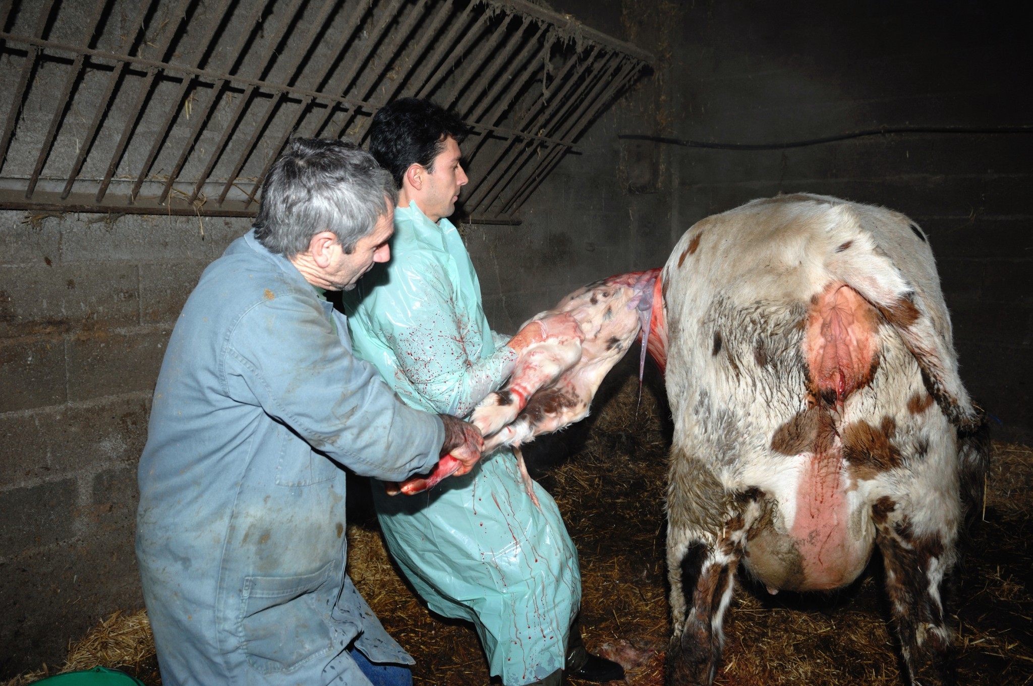 Vétérinaire en milieu rural, un métier plus que jamais à préserver