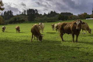 L’Espagne détient désormais le deuxième cheptel européen