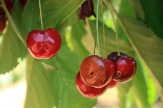 Face à l’urgence, la solution parfaite n’est pas encore née