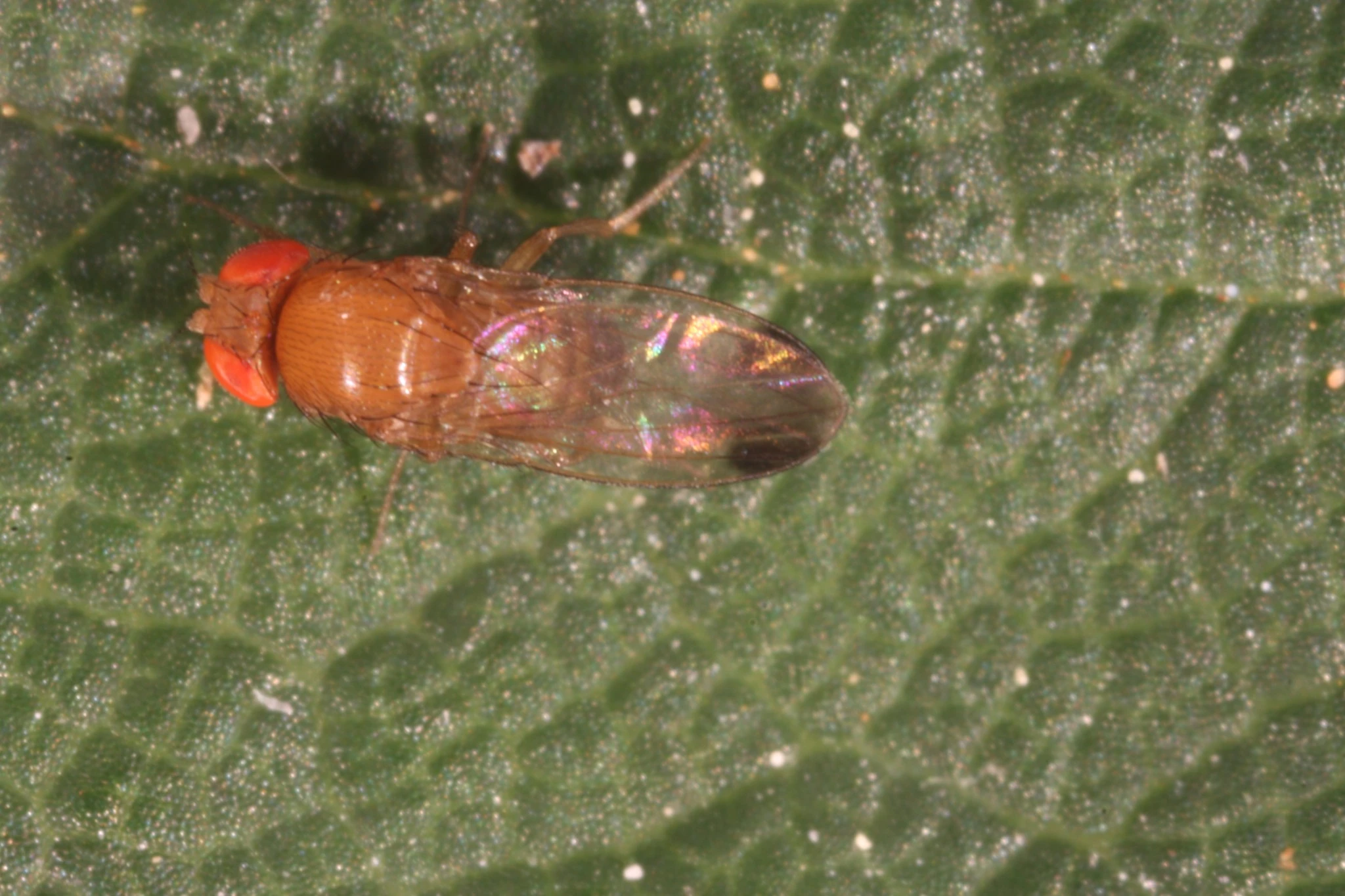 Un ravageur arrivé d’Asie