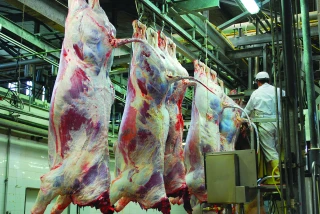 Culture Viande propose des audits bien-être animal obligatoires