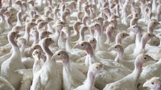Influenza aviaire, la France reperd son statut indemne