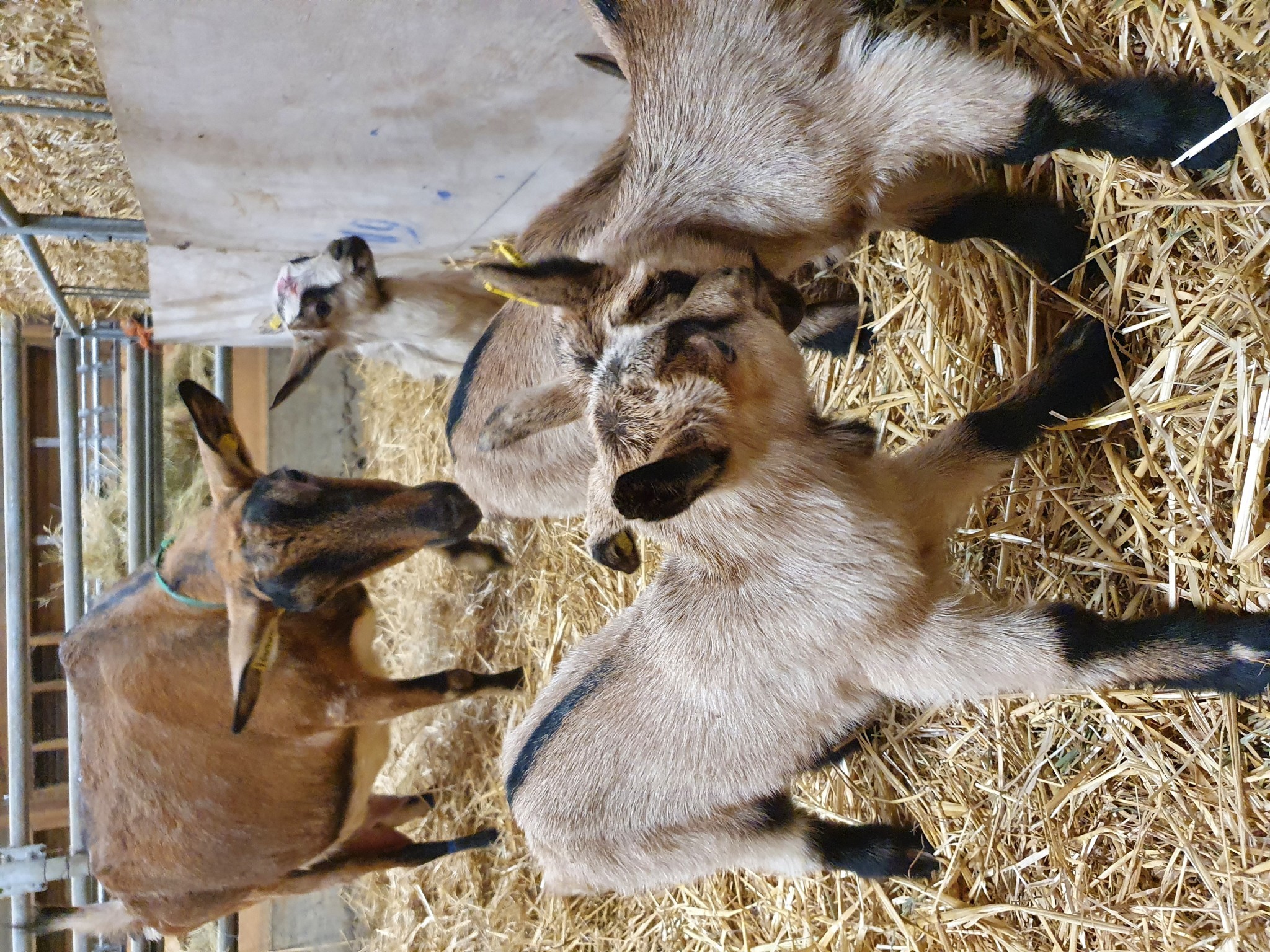 La filière chevreaux en plein développement