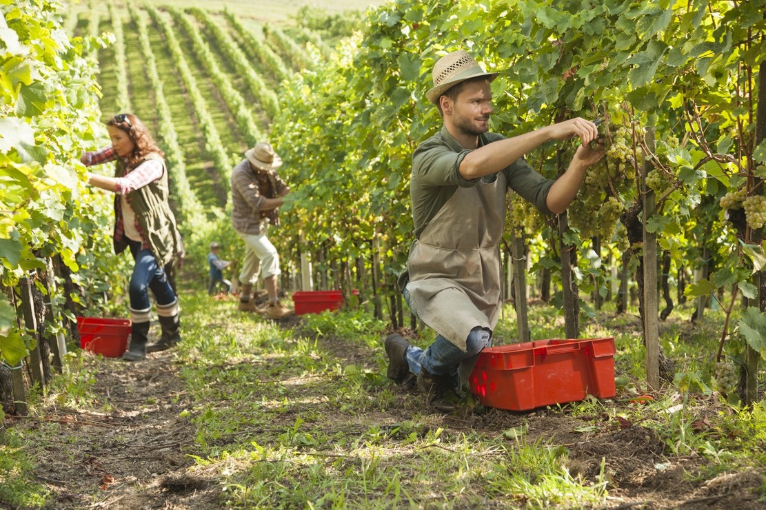 Vin : une production européenne stable malgré la sécheresse