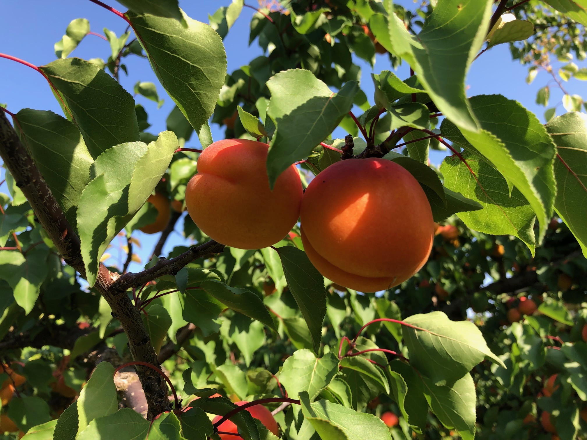 Abricots : prévisions de récolte « normales » en France 