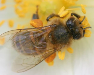 Une bonne nouvelle pour les apiculteurs