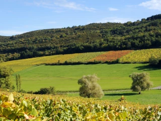 Des vendanges peau de chagrin