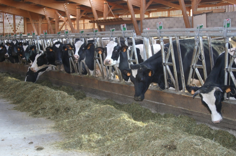 Boviwell pour évaluer le bien-être des troupeaux laitiers