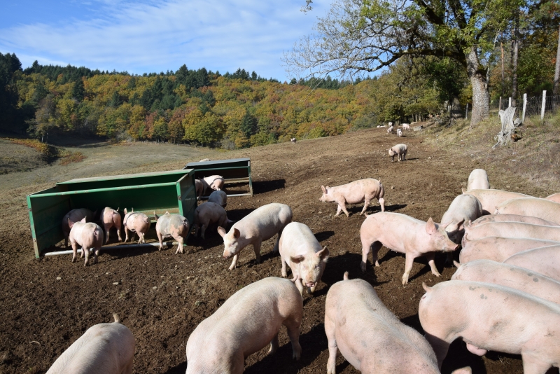 Le Porc plein air du Morvan dévoile ses premiers élevages en Saône-et-Loire
