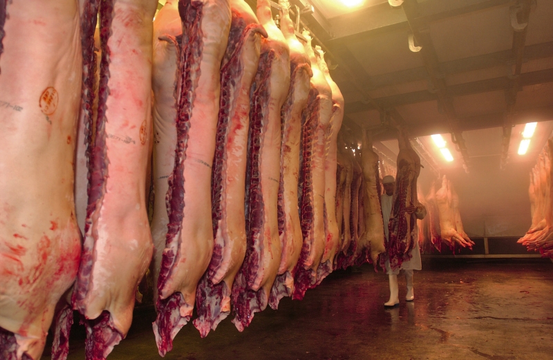 La Peste Porcine Africaine a provoqué un "Pig bang" sur la planète porc