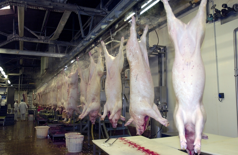 Peste porcine africaine : abattage préventif en Belgique pour s’assurer qu’aucun élevage ne soit touché