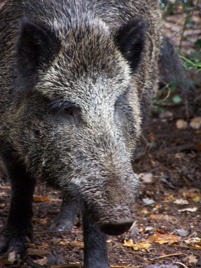Peste porcine africaine : « Il faut frapper vite et fort, l’urgence, c’est de clôturer la zone »
